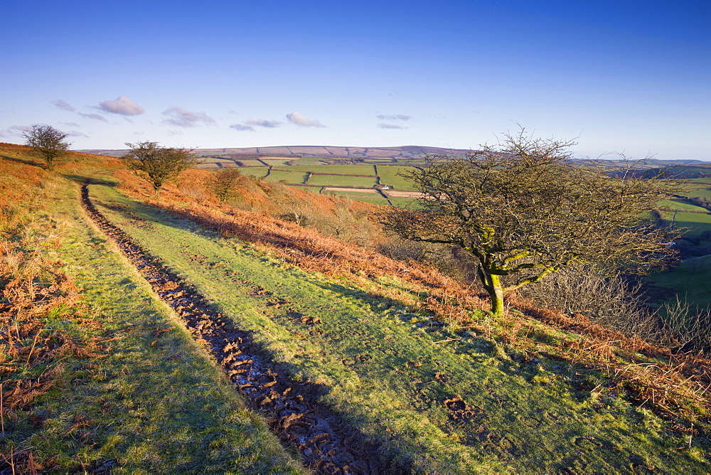 Bridleway on Winsford Hill, Exmoor National Park, Somerset, England, United Kingdom, Europe