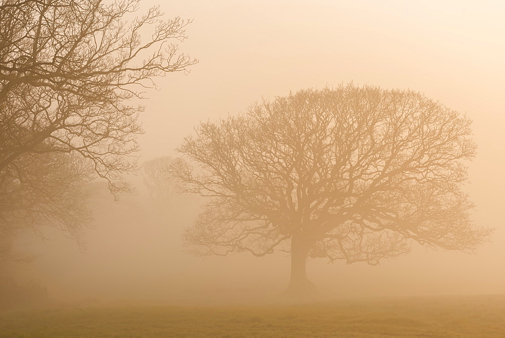 Trees in fog at sunrise in winter, Black Dog, Devon, England, United Kingdom, Europe