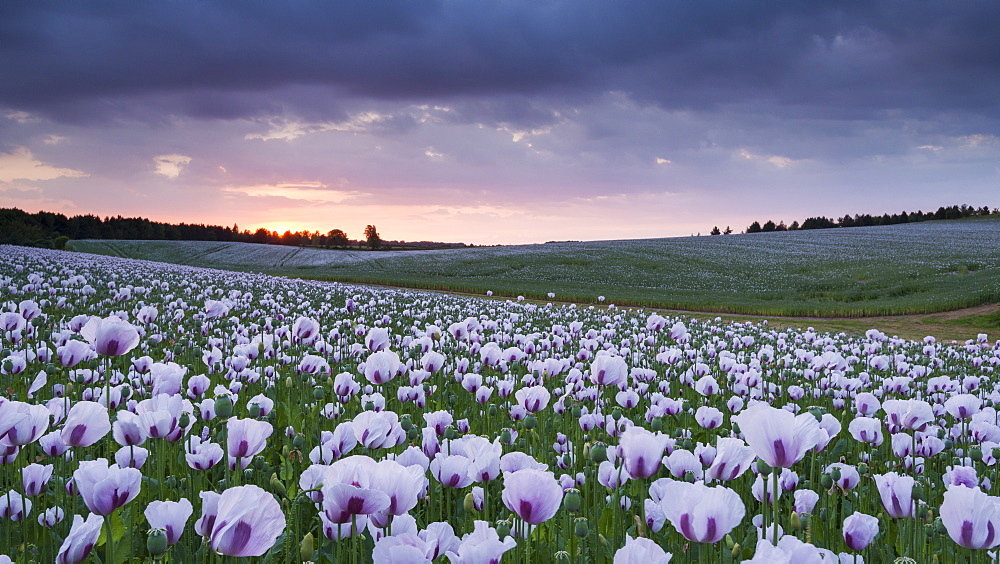 Opium poppyfield at sunset, Chilton, Oxfordshire, England, United Kingdom, Europe