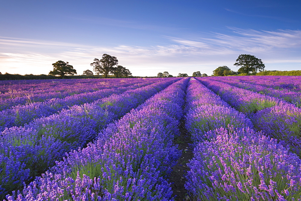 Lavender field at dawn, Somerset, England, United Kingdom, Europe