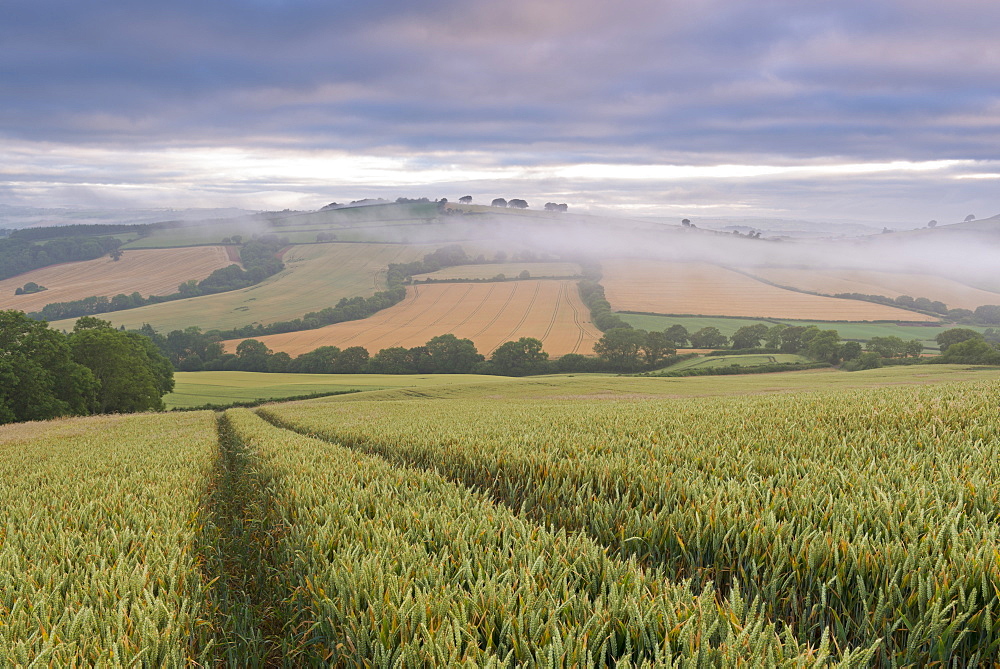 Wheat field and rolling countryside at dawn, Devon, England, United Kingdom, Europe