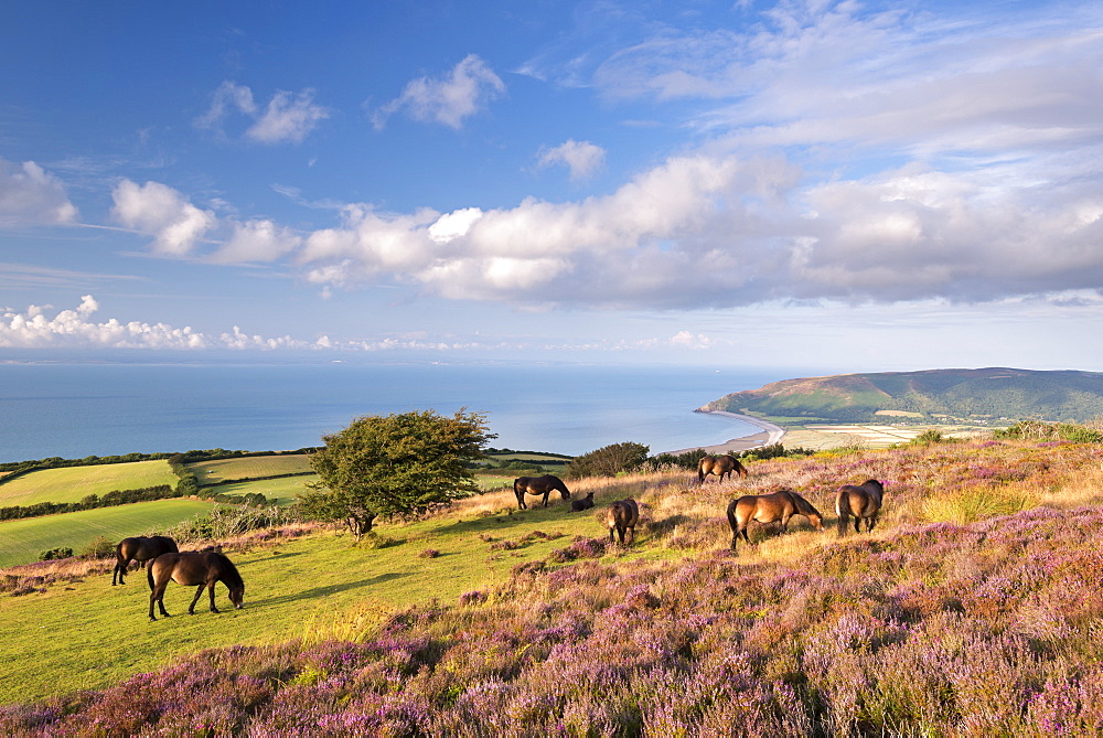 Exmoor ponies graze on heather covered moorland on Porlock Common in summer, Exmoor, Somerset, England, United Kingdom, Europe