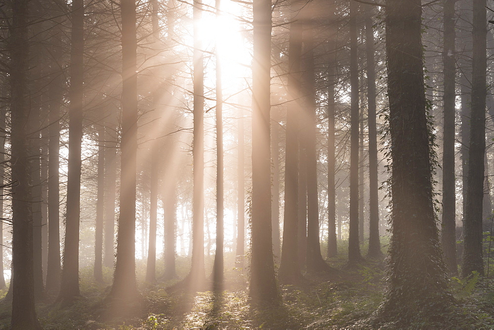 Early morning sunshine streams into a misty pine woodland, Devon, England, United Kingdom, Europe