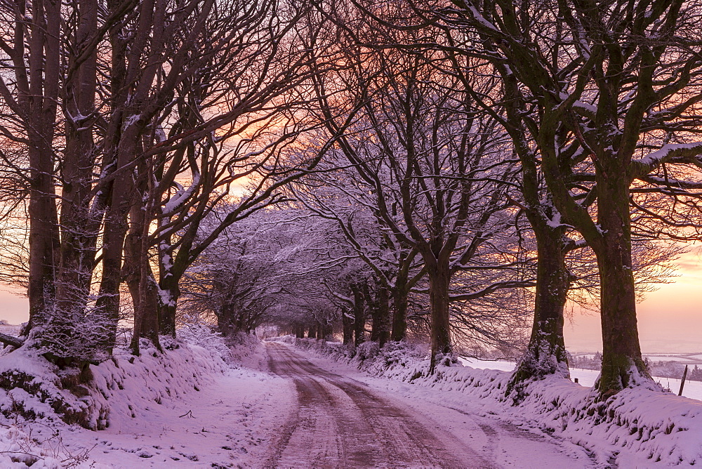 Snowy tree lined country lane at sunrise in winter, Exmoor National Park, Somerset, England, United Kingdom, Europe