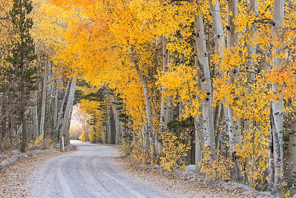 Dirt road winding through a tree tunnel in fall, Bishop, California, United States of America, North America