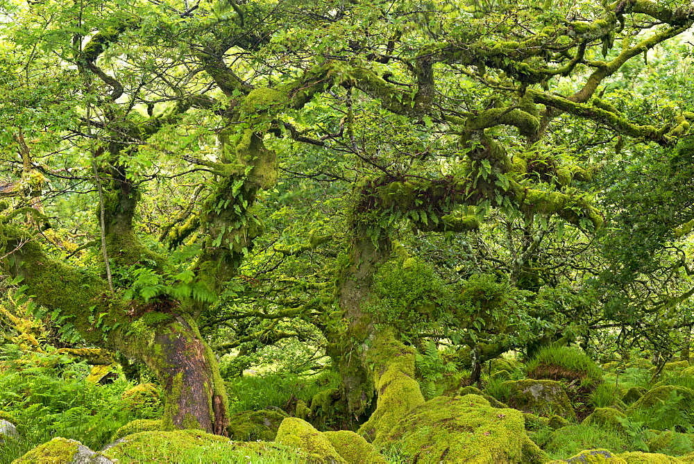 Gnarled lichen covered stunted oak trees growing in Wistman's Wood, Dartmoor National Park, Devon, England, United Kingdom, Europe