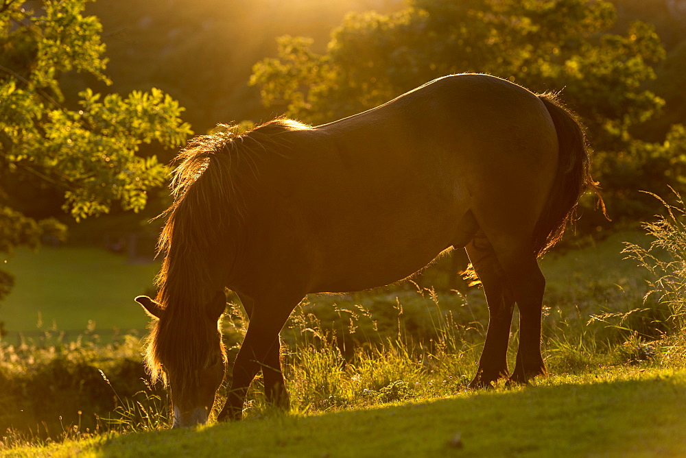 Free roaming Exmoor Pony backlit by the evening summer sunshine, Exmoor National Park, Devon, England, United Kingdom, Europe