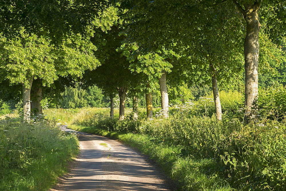 Winding country lane through verdant trees, Dorset, England, United Kingdom, Europe