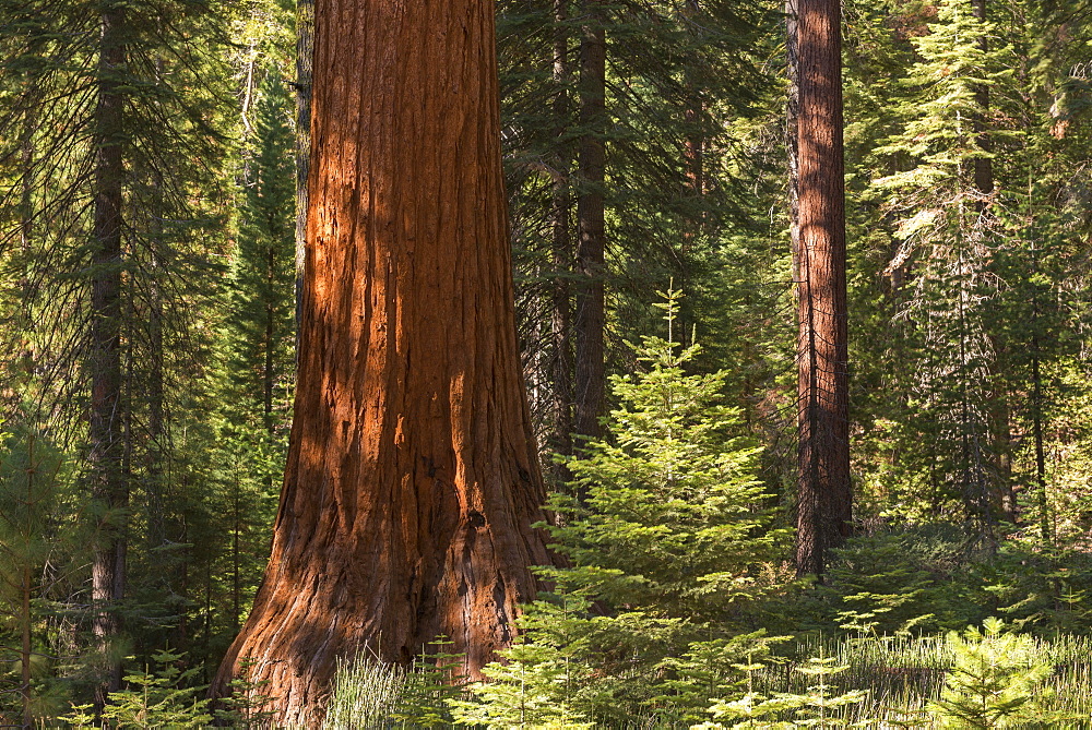 Giant Sequoia (Sequoiadendron giganteum) in a sunlit woodland, Mariposa Grove, Yosemite National Park, UNESCO World Heritage Site, California, United States of America, North America