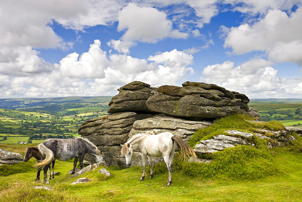 Ponies graze beside Chinkwell Tor in Dartmoor National Park, Devon, England, United Kingdom, Europe