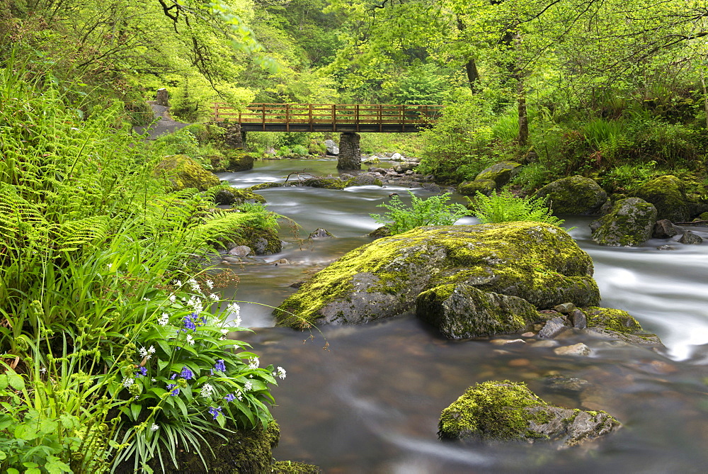 Wild garlic and bluebells flowering on the banks of the East Lyn River at Watersmeet, Exmoor National Park, Devon, England, United Kingdom, Europe