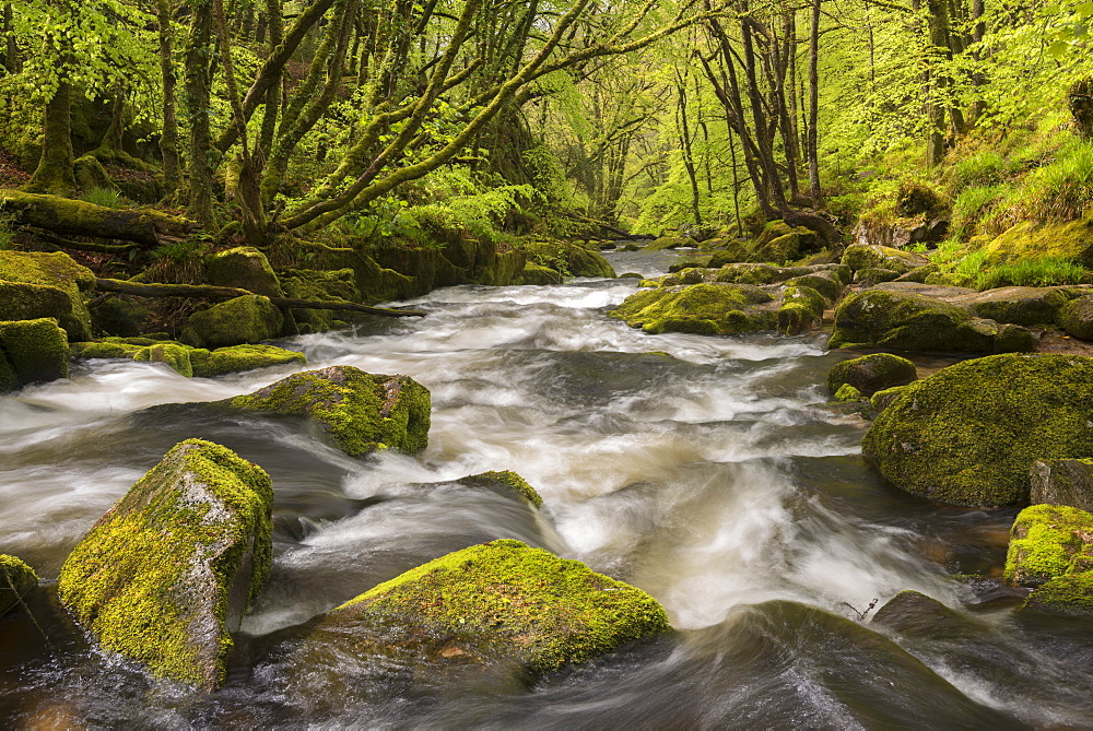 The River Fowey flowing through the moss covered woods at Golitha Falls in spring, Cornwall, England, United Kingdom, Europe