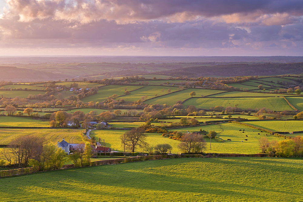 Rolling farmland countryside near Brentor, Dartmoor National Park, Devon, England, United Kingdom, Europe