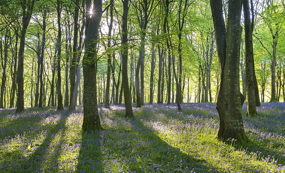 Carpets of bluebells flowering in deciduous woodland in spring, Exmoor National Park, Devon, England, United Kingdom, Europe