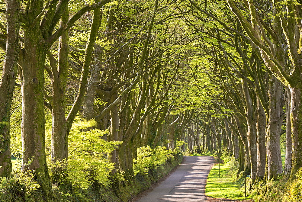 Avenue of mature deciduous trees in spring near Bridestowe, Dartmoor National Park, Devon, England, United Kingdom, Europe