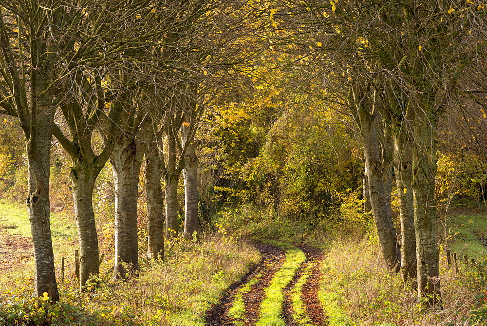 Tree lined track in autumn in rural Dorset, England, United Kingdom, Europe