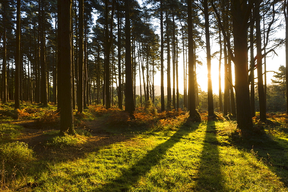 Morning sunshine streaming through woodland near Webber's Post, Exmoor, Somerset, England, United Kingdom, Europe