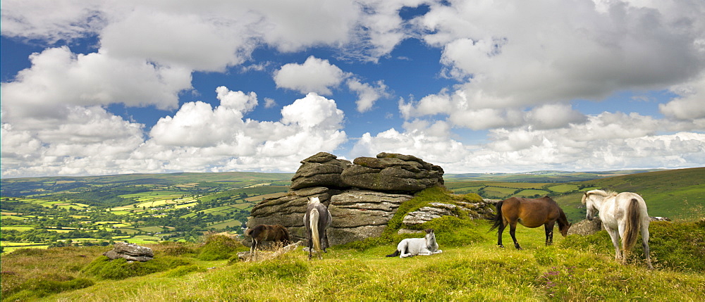 Dartmoor ponies grazing near Chinkwell Tor, Dartmoor National Park, Devon, England, United Kingdom, Europe