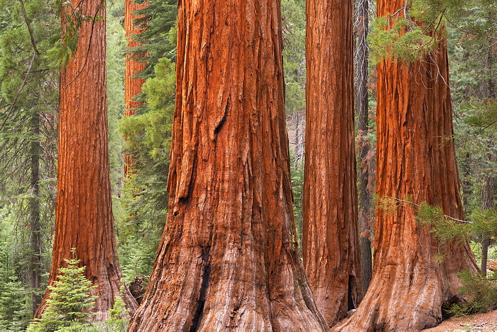 Bachelor and Three Graces Sequoia tress in Mariposa Grove, Yosemite National Park, UNESCO World Heritage Site, California, United States of America, North America