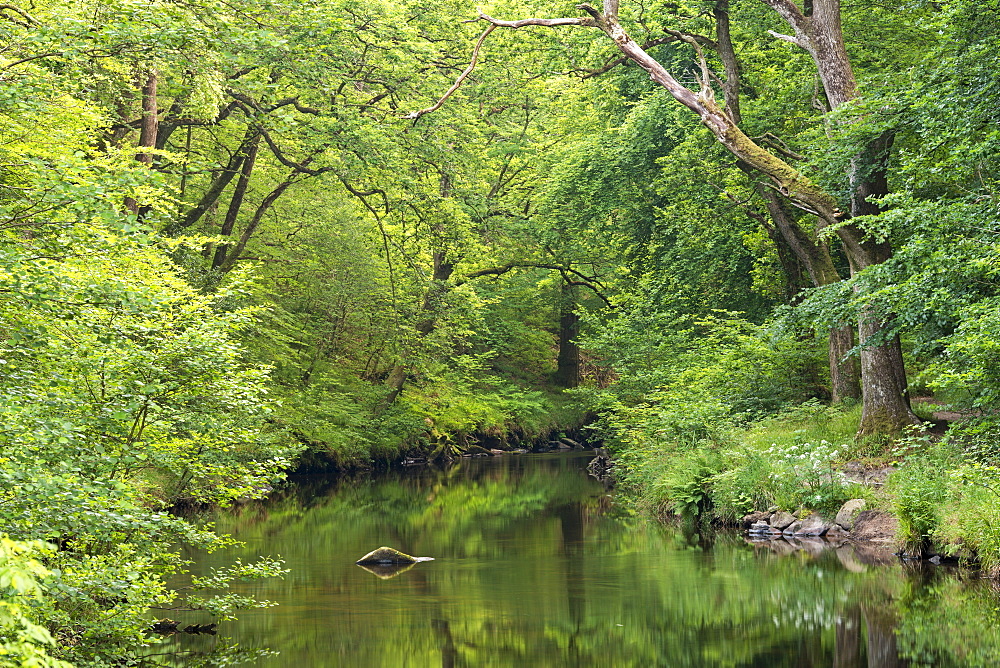 Verdant summer foliage along the banks of the River Teign at Fingle Bridge, Dartmoor, Devon, England, United Kingdom, Europe