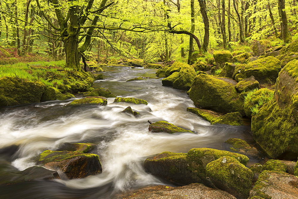 The River Fowey flowing through Golitha Falls, Bodmin Moor, Cornwall, England, United Kingdom, Europe