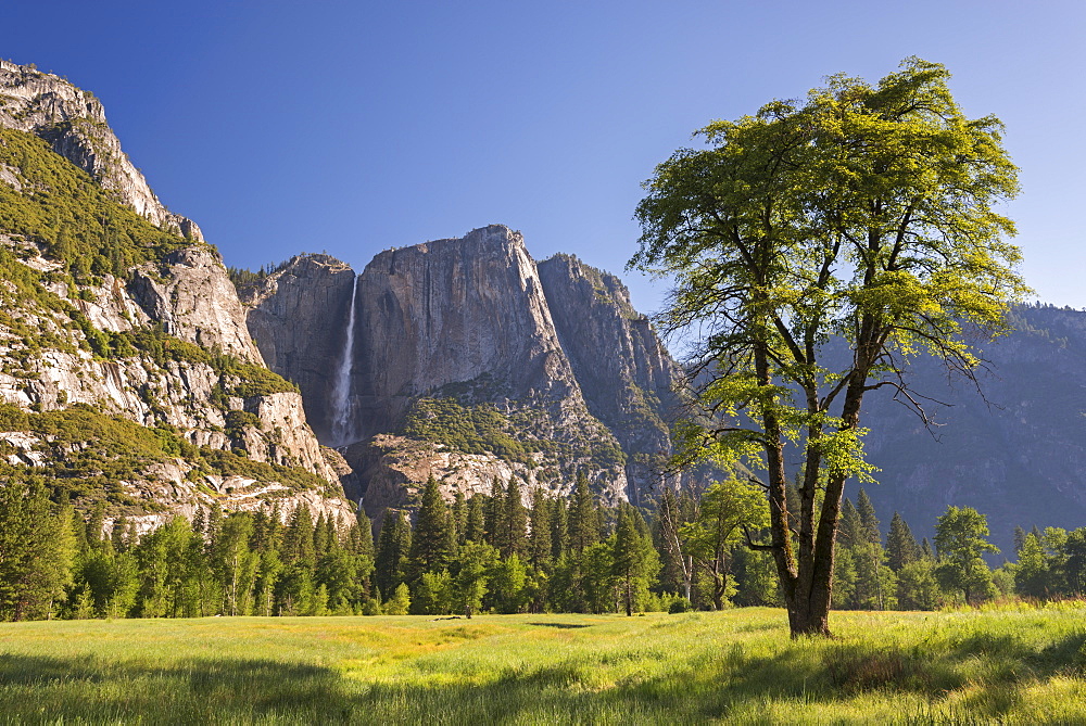 Cooks Meadow and Yosemite Falls, Yosemite Valley, UNESCO World Heritage Site, California, United States of America, North America