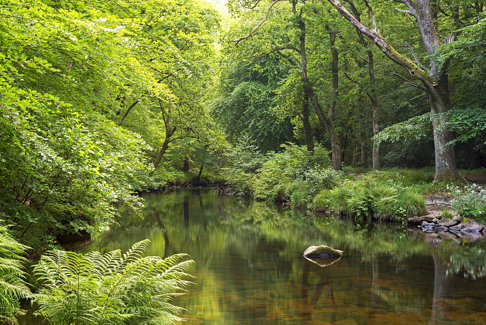 Verdant summer foliage lines the banks of the River Teign at Fingle Bridge, Dartmoor, Devon, England, United Kingdom, Europe