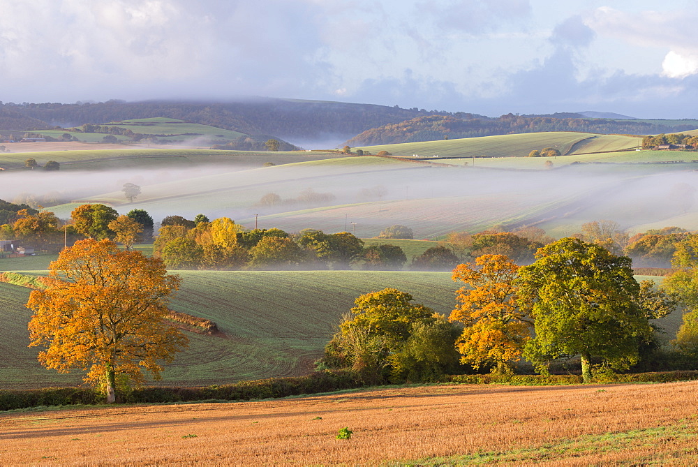 Misty morning over rolling autumnal countryside, Dartmoor, Devon, England, United Kingdom, Europe