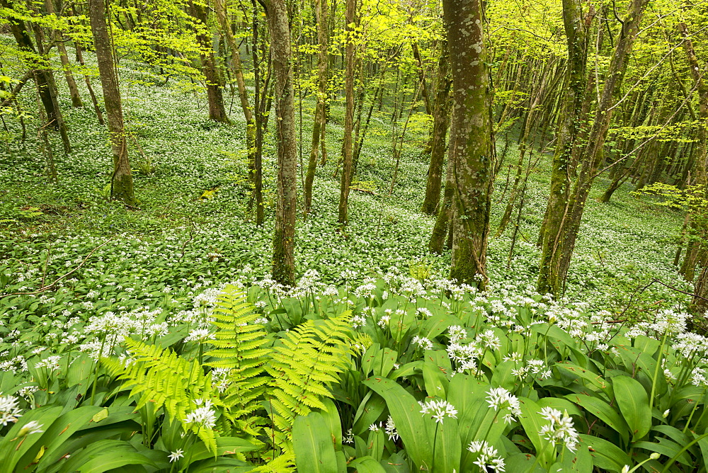 Wild garlic and ferns growing in a Cornish woodland in spring time, Looe, Cornwall, England, United Kingdom, Europe