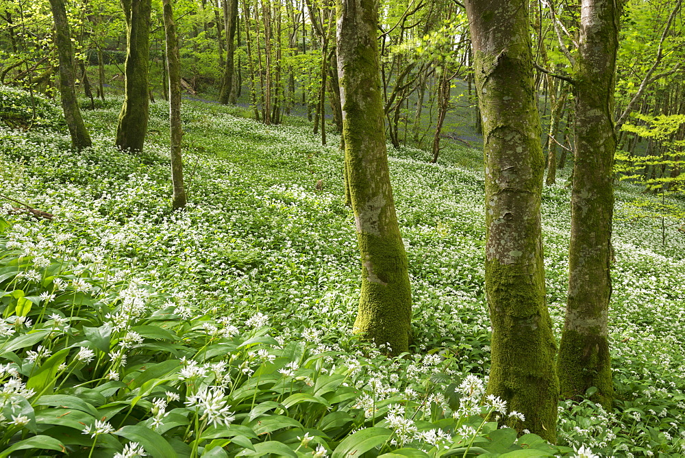 Wild garlic flowering in a Cornish woodland, Looe, Cornwall, England, United Kingdom, Europe