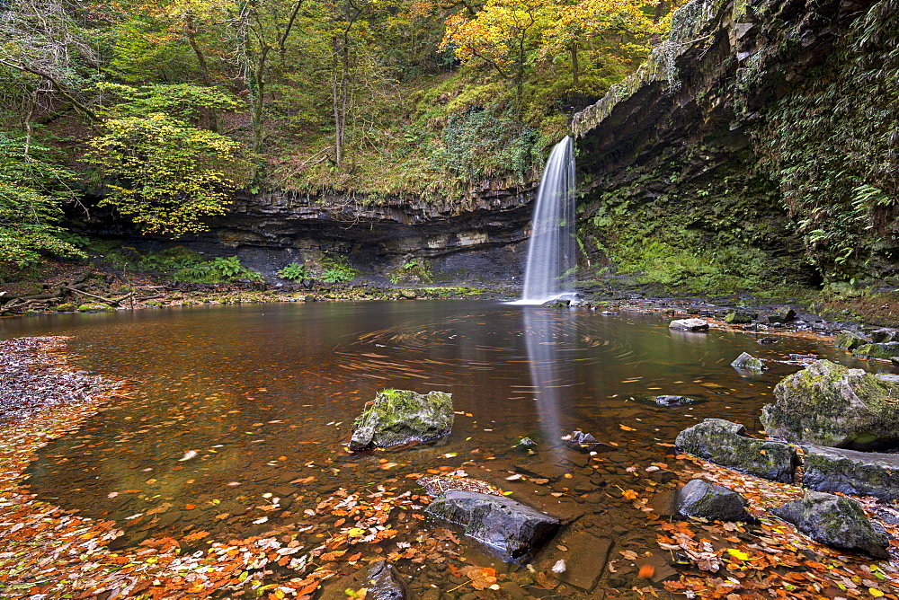 Sgwd Gwladus waterfall on the Afon Pyrddin river, Brecon Beacons National Park, Wales, United Kingdom, Europe