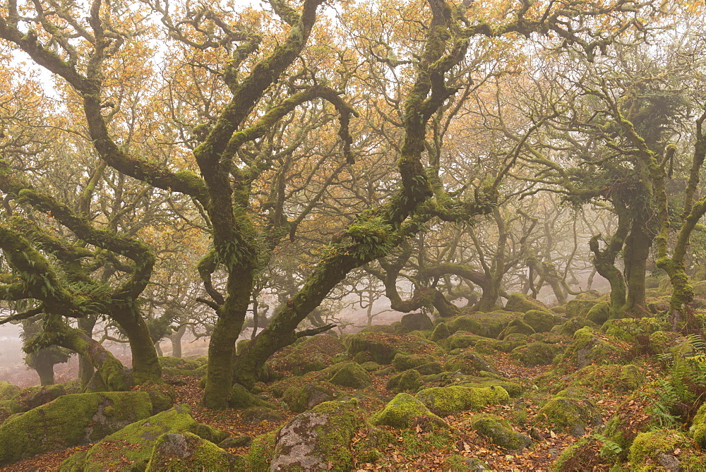 Wild and mysterious Wistman's Wood in Dartmoor National Park, Devon, England, United Kingdom, Europe