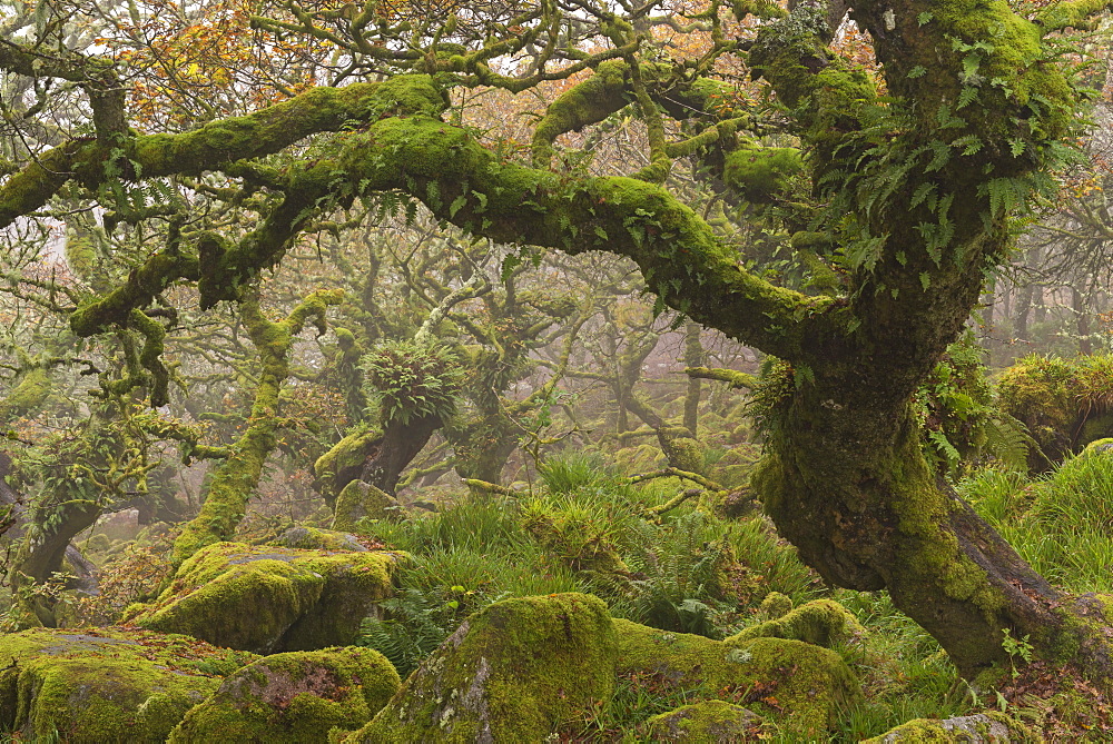 Stunted oak trees in the creepy and mysterious Wistman's Wood, Dartmoor National Park, Devon, England, United Kingdom, Europe