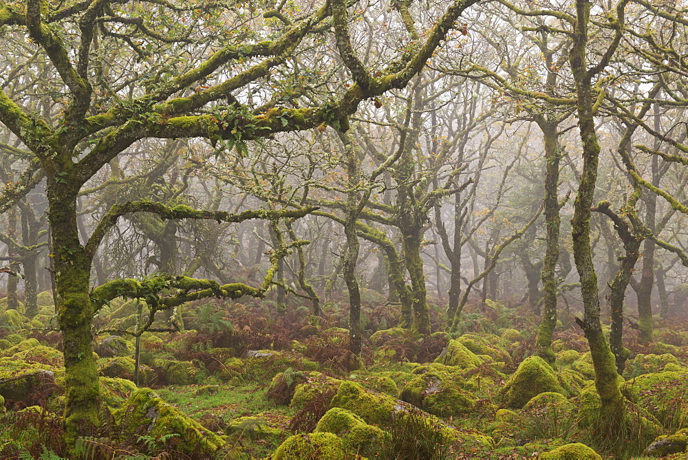 Moss covered trees in Wistman's Wood, Dartmoor National Park, Devon, England, United Kingdom, Europe