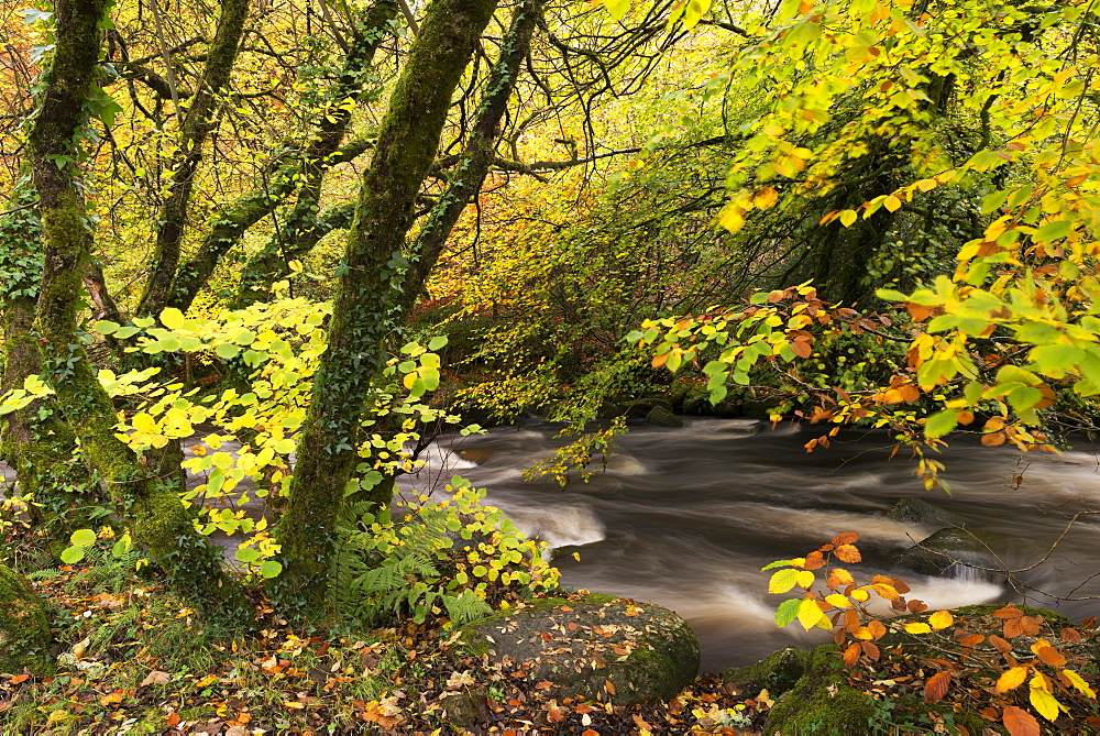 East Dart River rushing past autumnal foliage, Dartmeet, Dartmoor National Park, Devon, England, United Kingdom, Europe