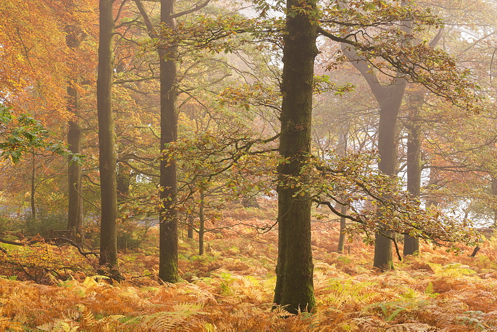 Autumn colours in Glencoyne Wood on the slopes above Ullswater, Lake District, Cumbria, England, United Kingdom, Europe