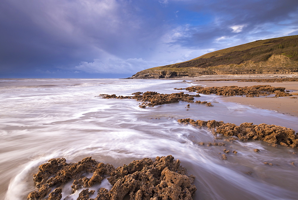 Honeycombe Worm reefs on the shore near Dunraven Bay, Glamorgan Heritage Coast, South Wales, Wales, United Kingdom, Europe