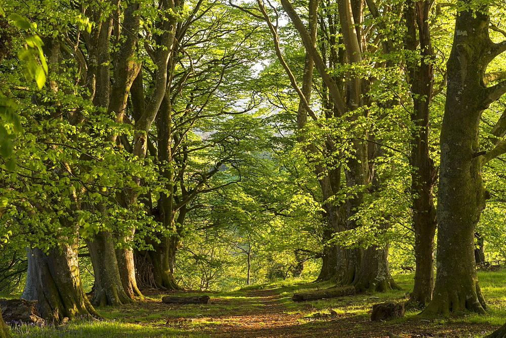 Path through an avenue of mature beech trees, Dartmoor National Park, Devon, England, United Kingdom, Europe