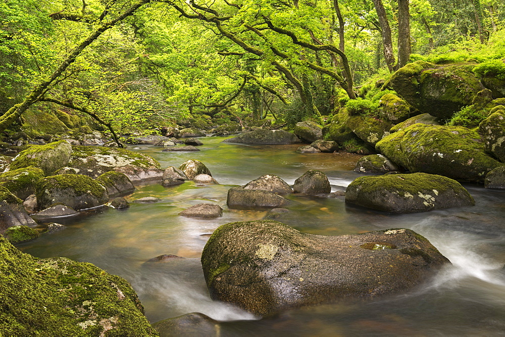 River Plym flowing through Dewerstone Wood in Dartmoor, Devon, England, United Kingdom, Europe