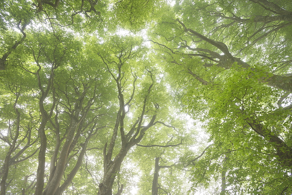 Woodland canopy in springtime, Dartmoor, Devon, England, United Kingdom, Europe