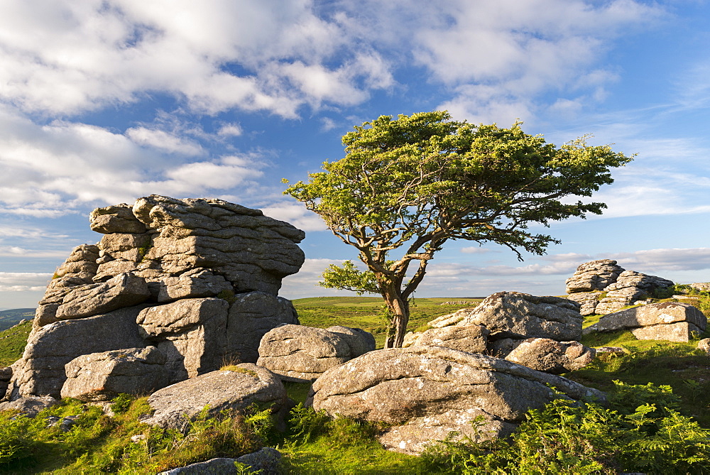 Windswept hawthorn tree growing among the granite rocks near Saddle Tor, Dartmoor National Park, Devon, England, United Kingdom, Europe