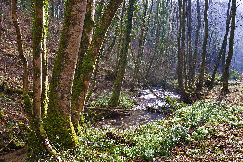 Carpets of snowdrops in Snowdrop Valley, Exmoor National Park, Somerset, England, United Kingdom, Europe