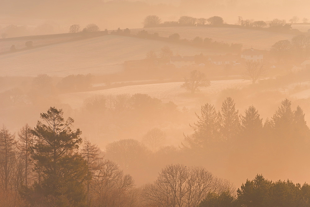 Mist covered rolling countryside and trees at dawn, Throwleigh, Dartmoor National Park, Devon, England, United Kingdom, Europe