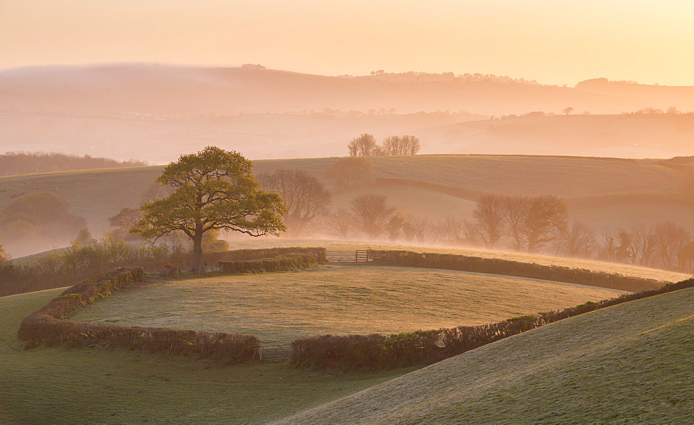 Misty morning over rolling countryside near Crediton, Devon, England, United Kingdom, Europe