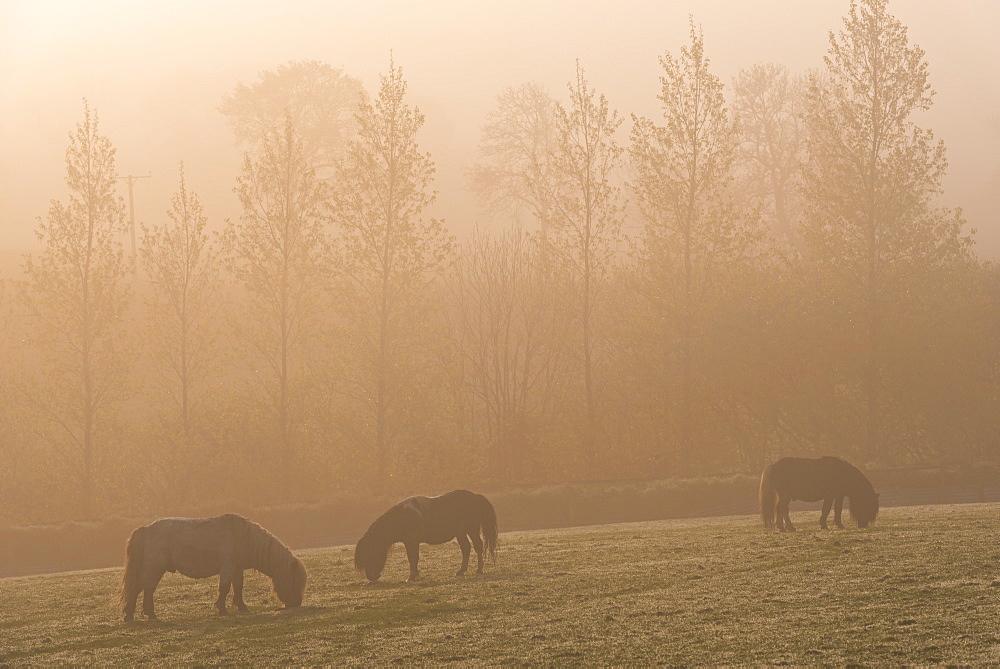 Ponies grazing on farmland on a misty Spring morning, South Tawton, Devon, England, United Kingdom, Europe