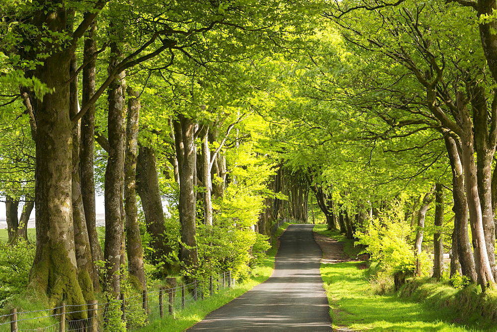 Tree lined avenue in spring time, Dartmoor National Park, Devon, England, United Kingdom, Europe