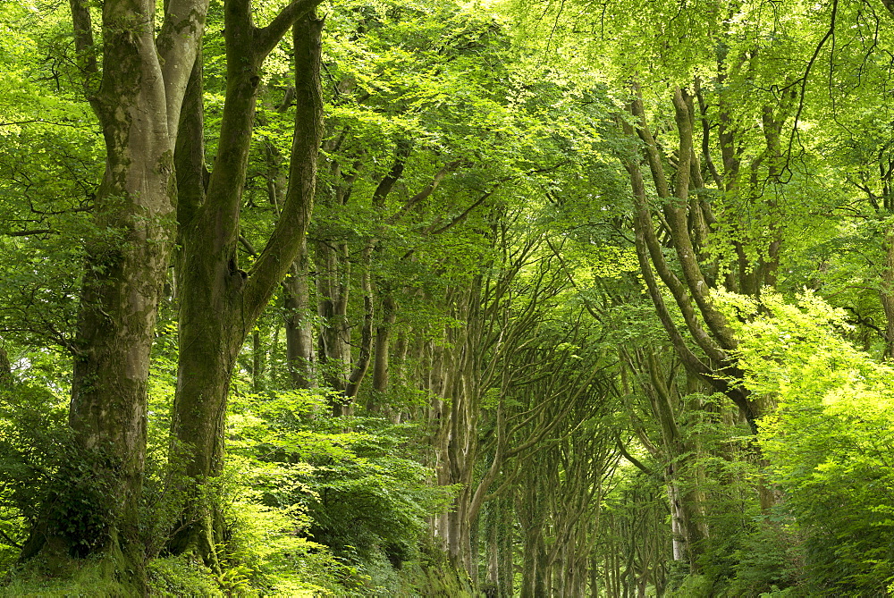 Verdant woodland in Dartmoor National Park, Devon, England, United Kingdom, Europe