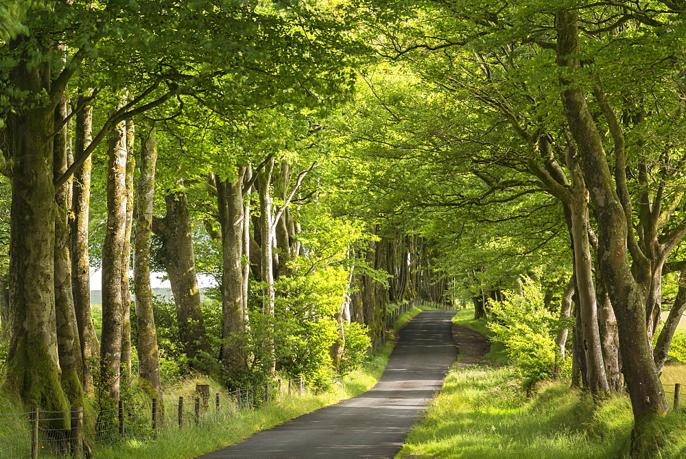 Tree lined avenue in summer sunshine, Dartmoor, Devon, England, United Kingdom, Europe