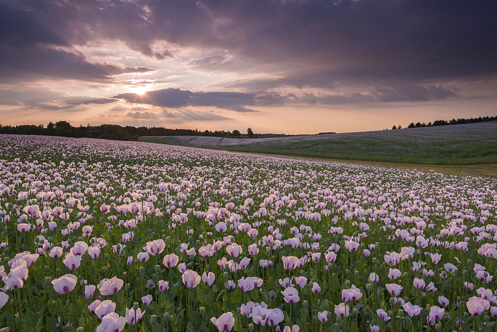 Flowering opium poppies in an Oxfordshire field, England, United Kingdom, Europe