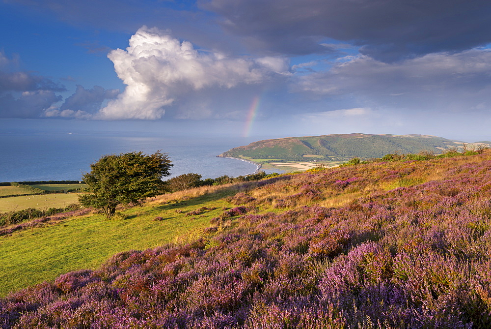 Heather covered moorland on Porlock Common, overlooking Porlock Bay, Exmoor, Somerset, England, United Kingdom, Europe